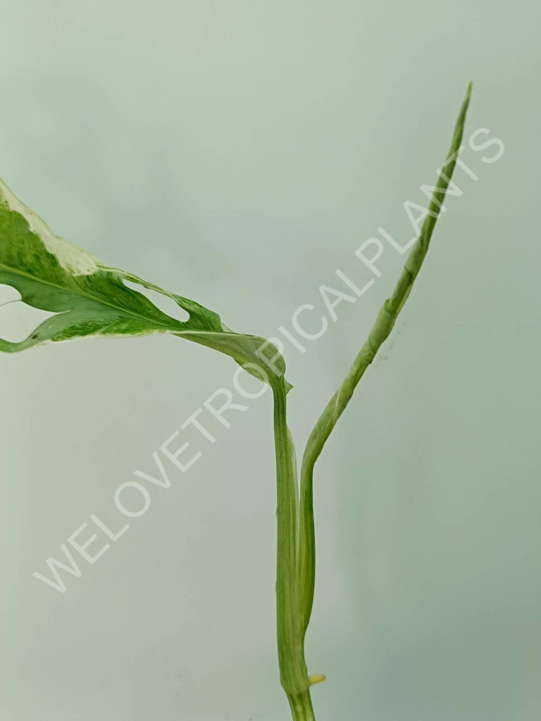 Monstera adansonii variegata mint