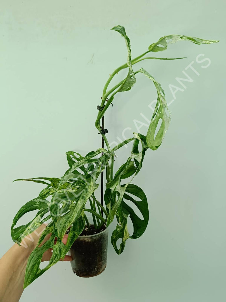 Monstera adansonii variegata mint