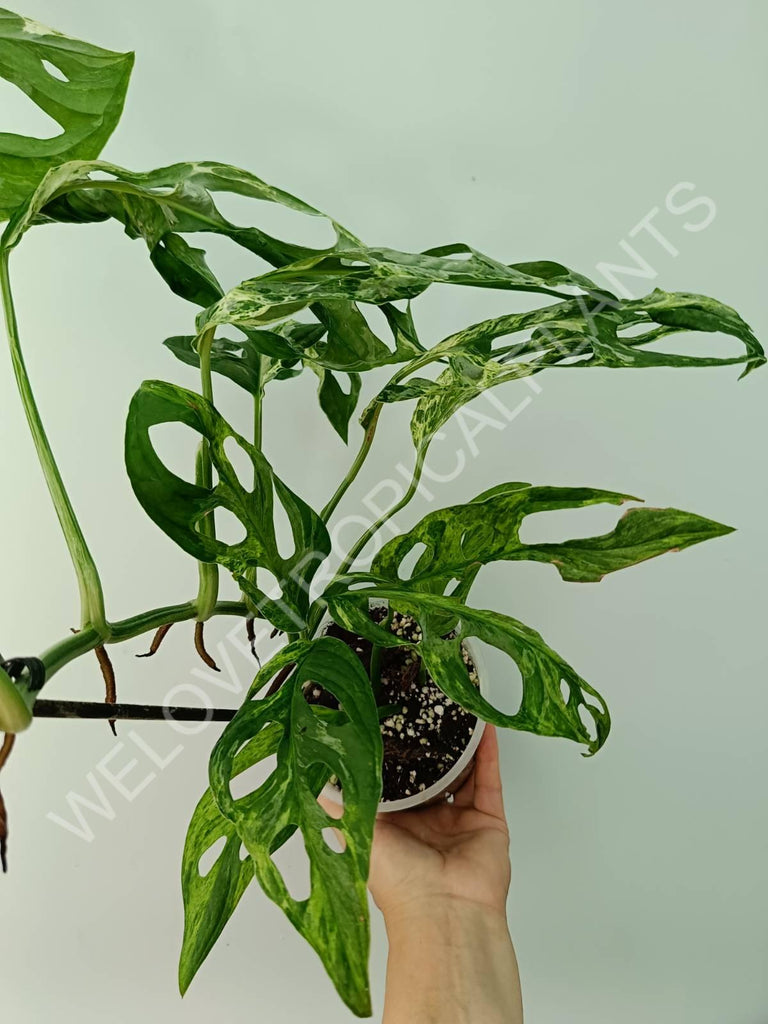 Monstera adansonii variegata mint