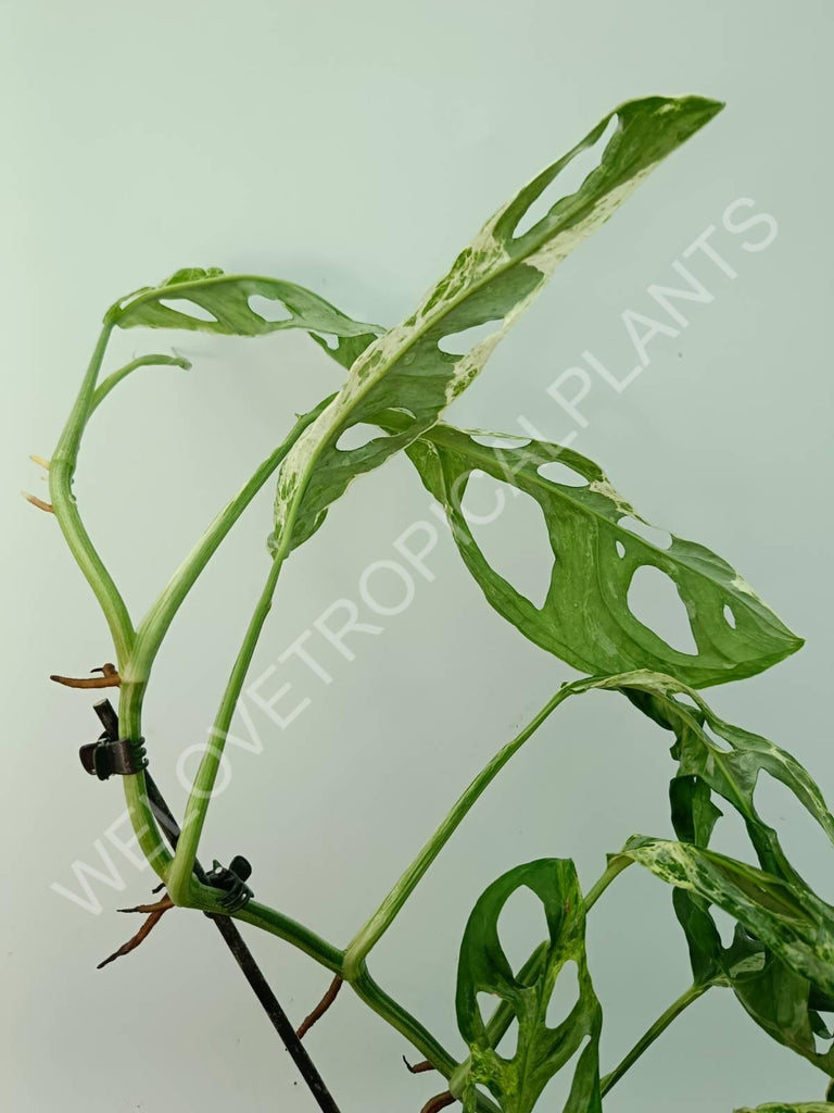 Monstera adansonii variegata mint