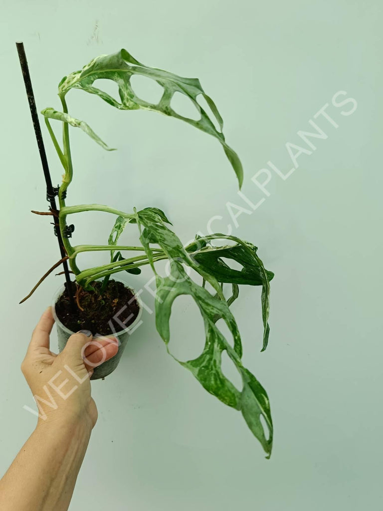 Monstera adansonii variegata mint