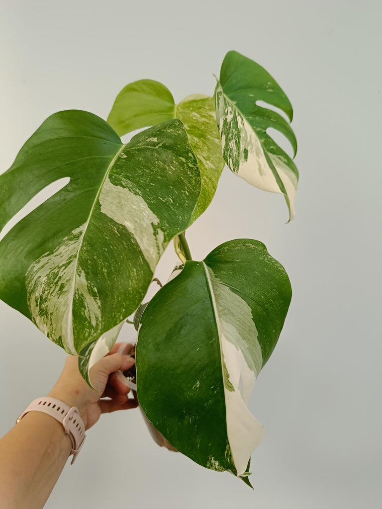 Monstera deliciosa variegata albo