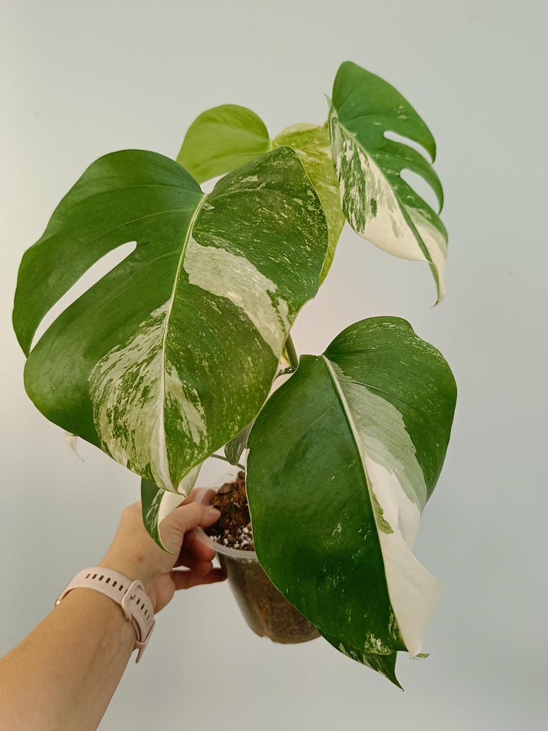 Monstera deliciosa variegata albo