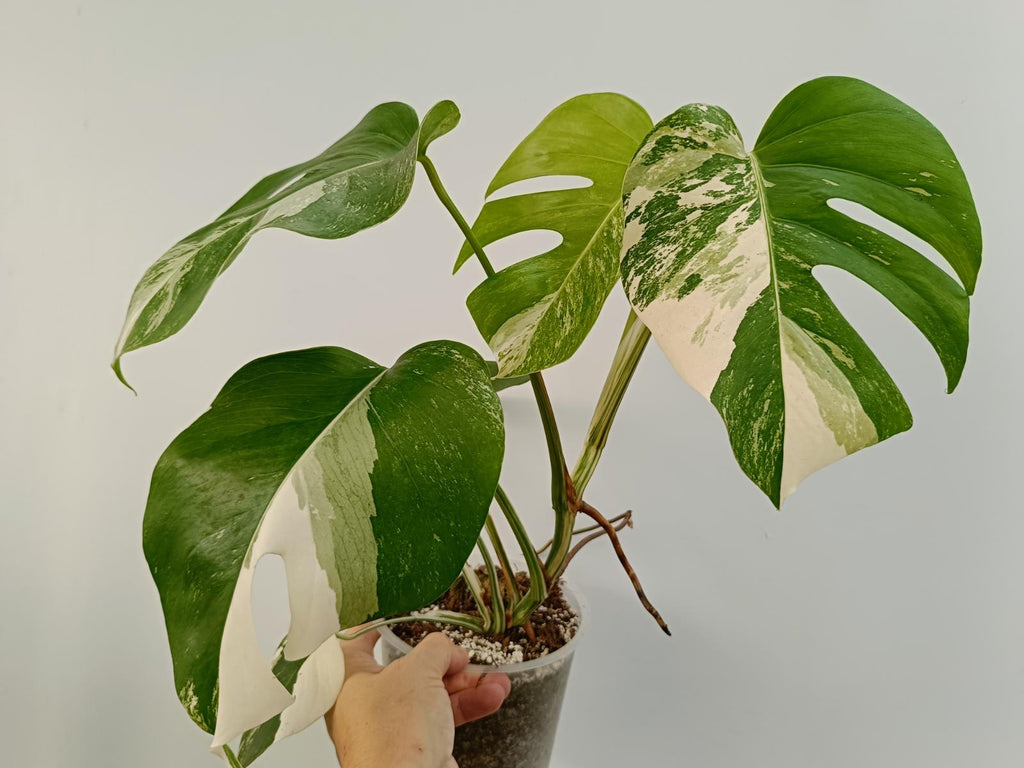 Monstera deliciosa variegata albo