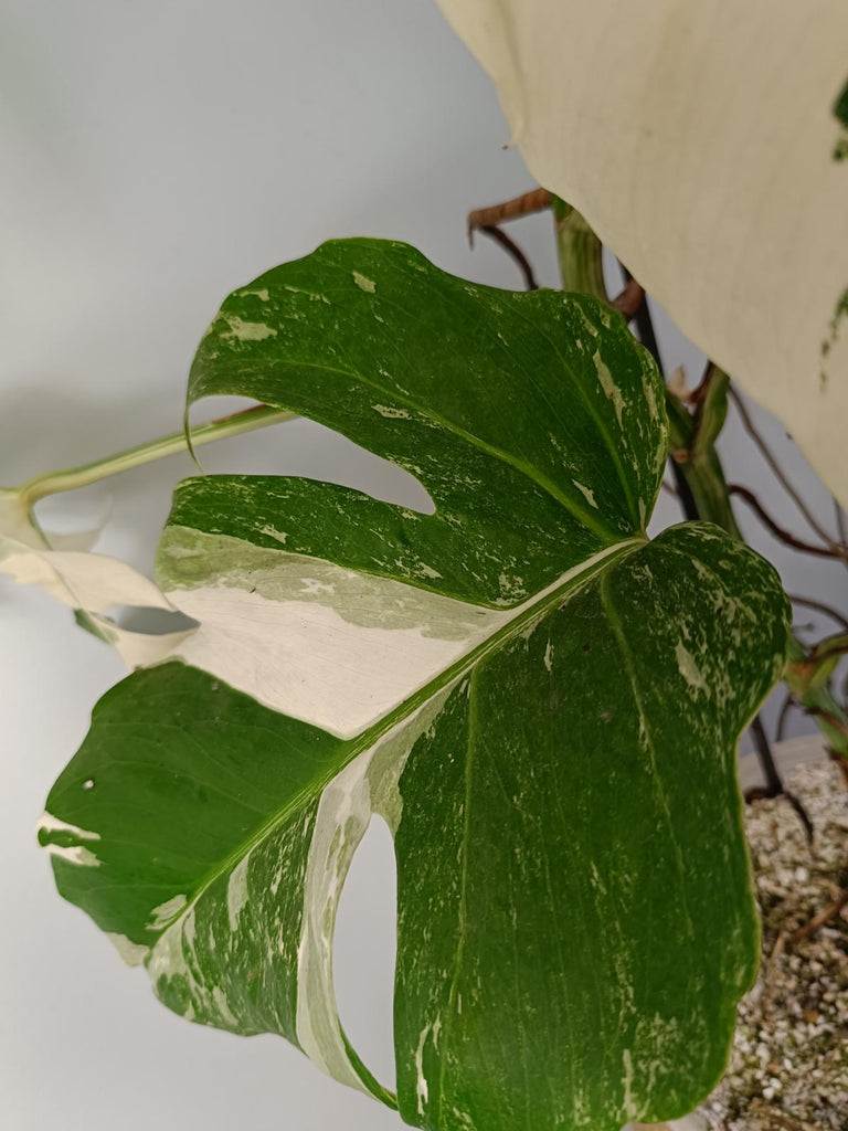 Monstera deliciosa variegated albo xxl