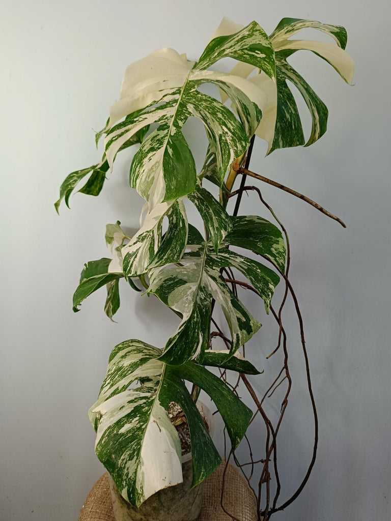 Monstera deliciosa variegated albo xxl