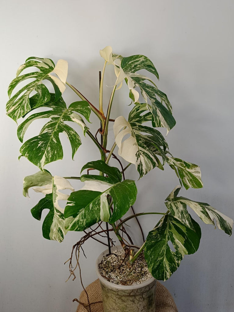 Monstera deliciosa variegated albo xxl