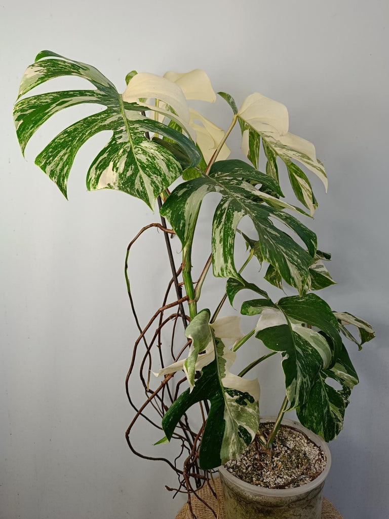 Monstera deliciosa variegated albo xxl