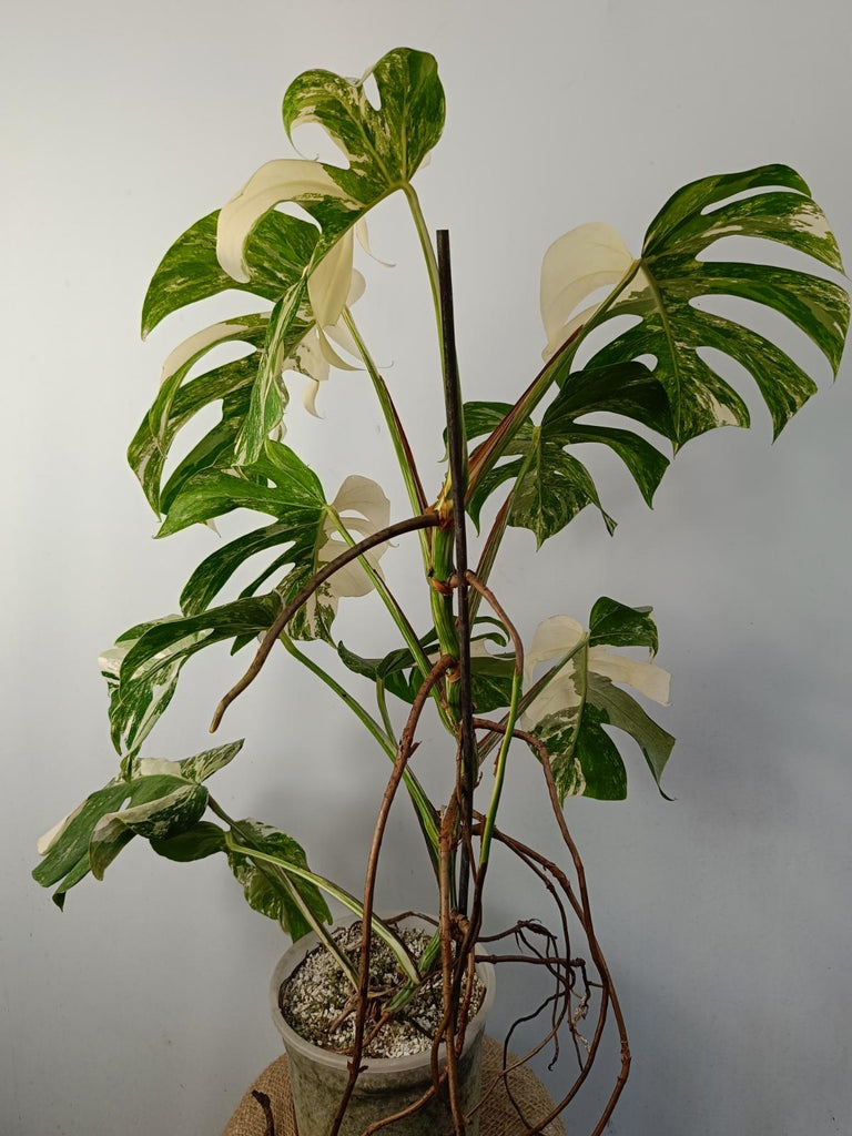 Monstera deliciosa variegated albo xxl