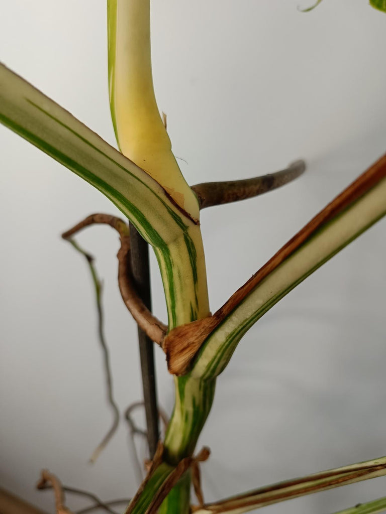 Monstera deliciosa variegated albo xxl