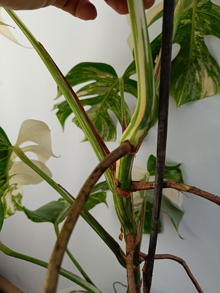 Monstera deliciosa variegated albo xxl