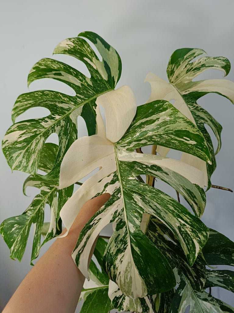 Pépinière de gros de Monstera deliciosa Albo Variegata Monsteras