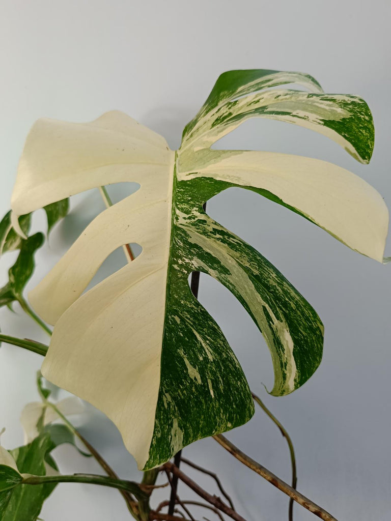 Monstera deliciosa variegated albo xxl