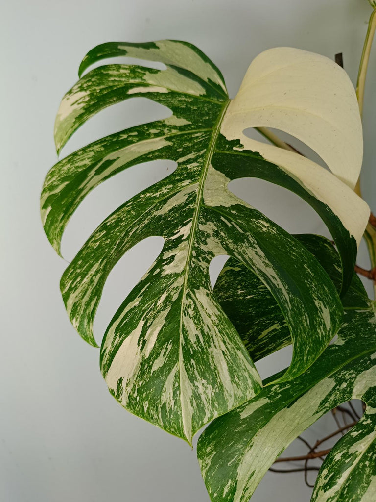 Monstera deliciosa variegated albo xxl