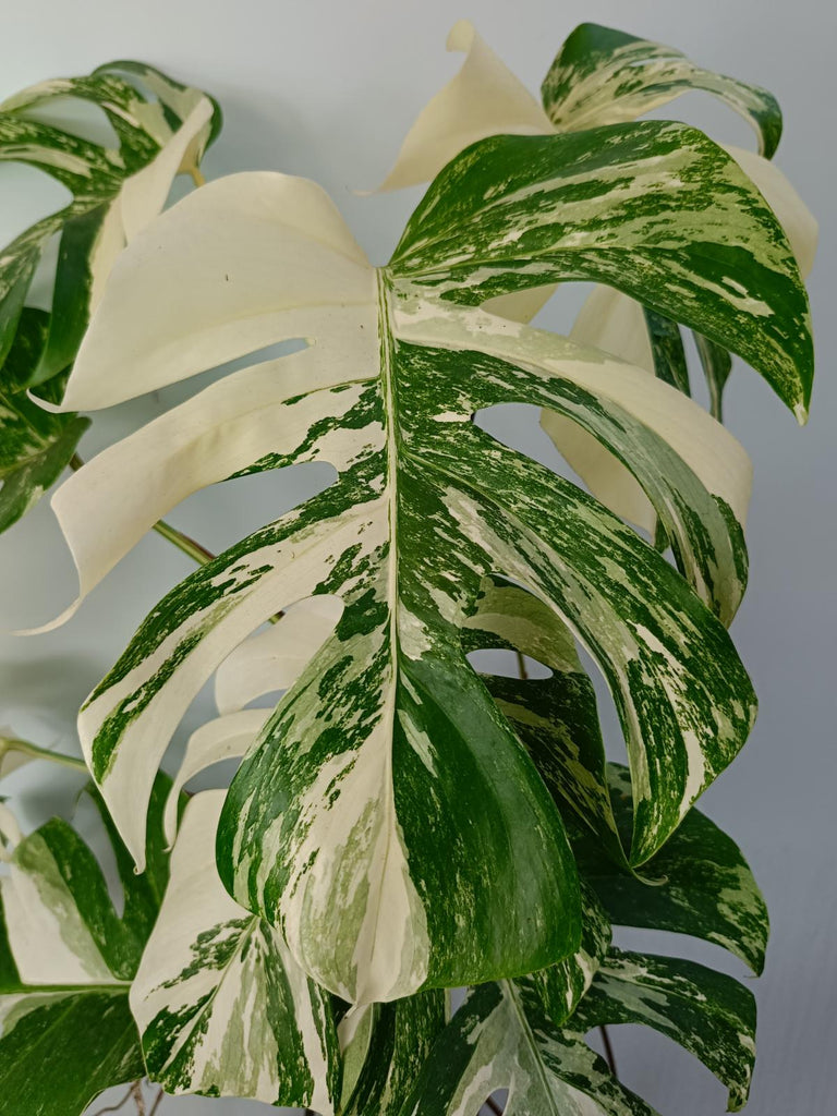 Monstera deliciosa variegated albo xxl