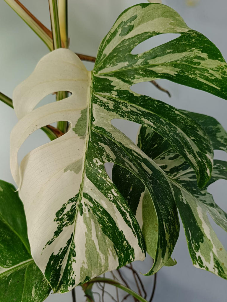 Monstera deliciosa variegated albo xxl