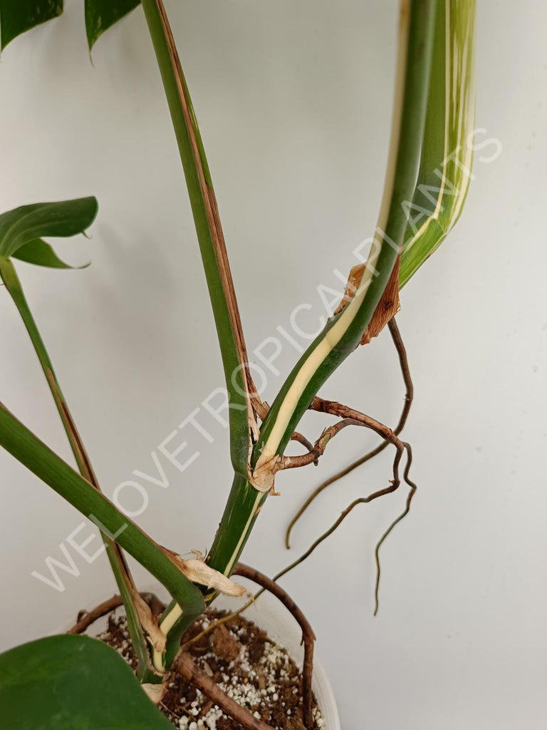 Monstera variegata albo