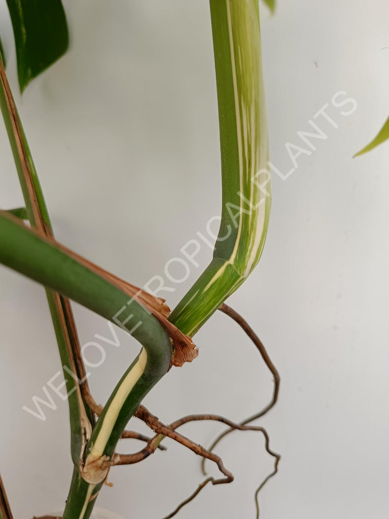 Monstera variegata albo