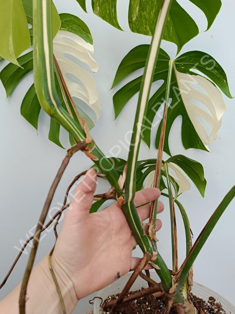 Monstera variegata albo