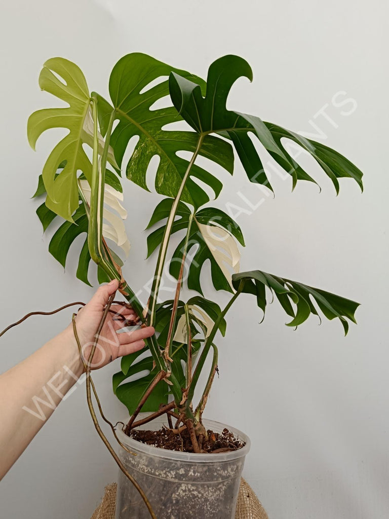 Monstera variegata albo