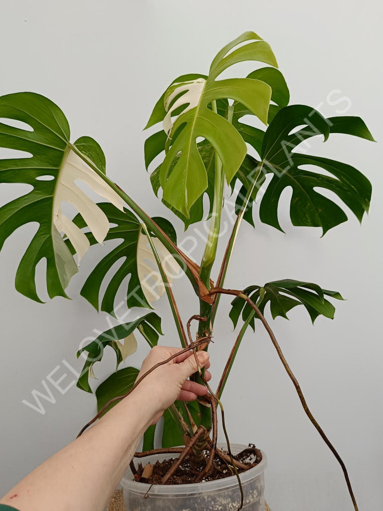 Monstera variegata albo