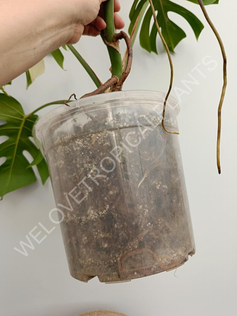 Monstera variegata albo