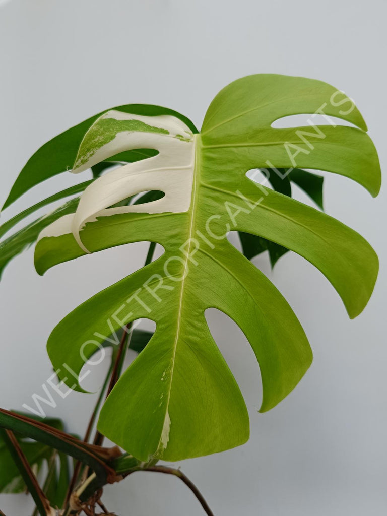 Monstera variegata albo