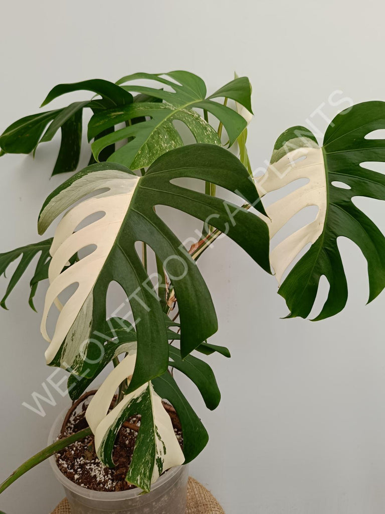 Monstera variegata albo