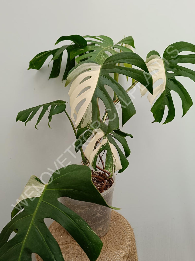 Monstera variegata albo