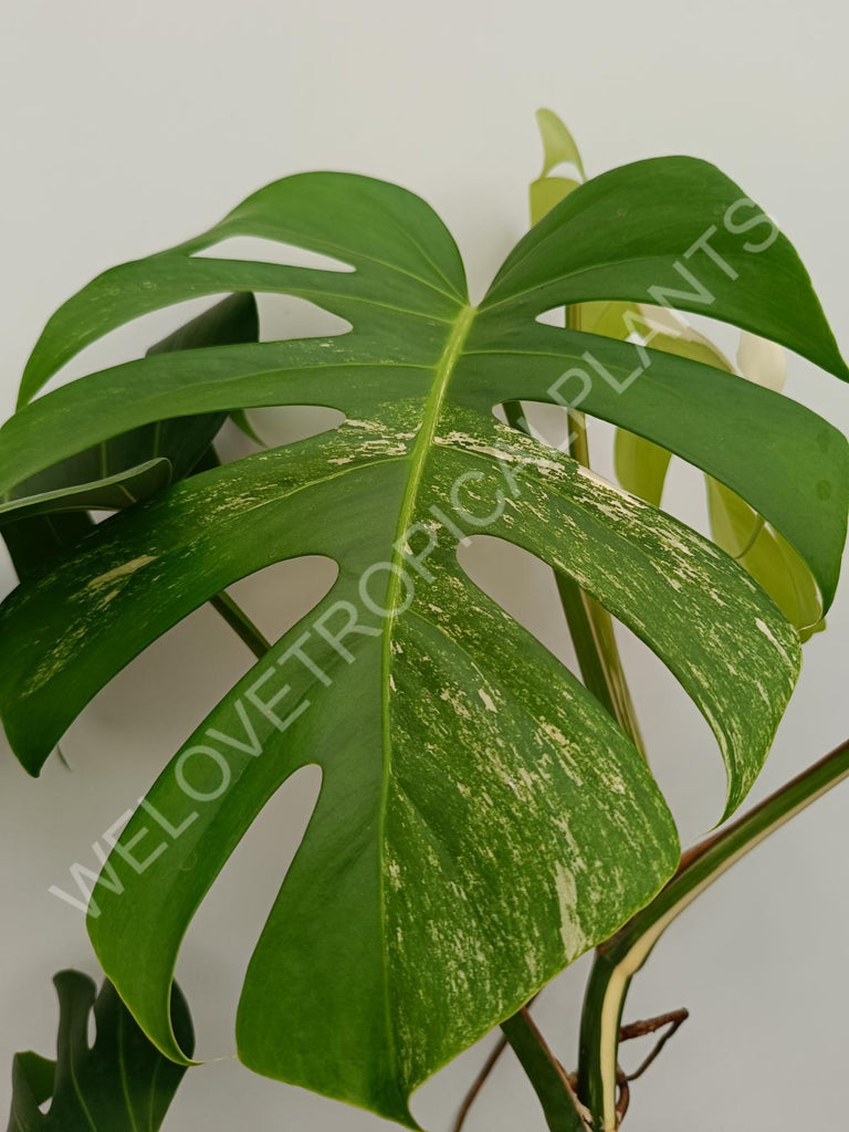 Monstera variegata albo