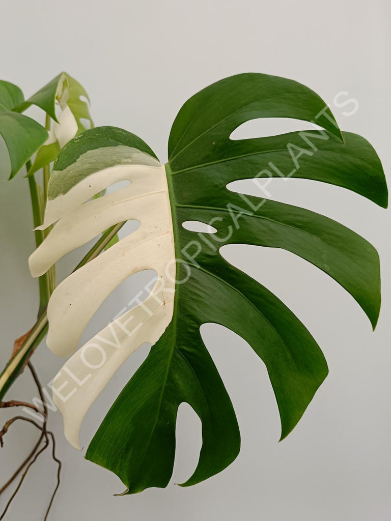 Monstera variegata albo