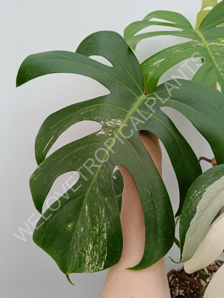 Monstera variegata albo