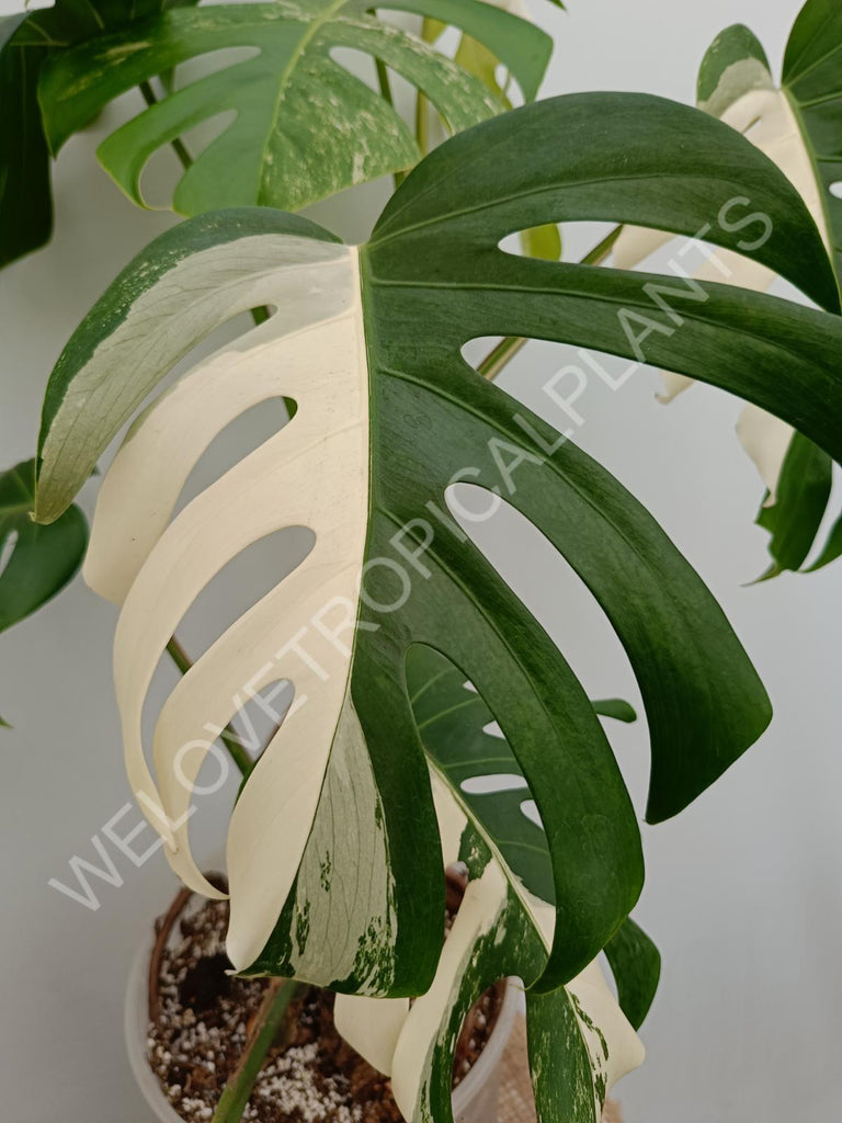 Monstera variegata albo