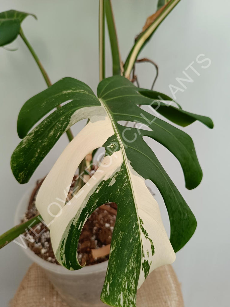 Monstera variegata albo