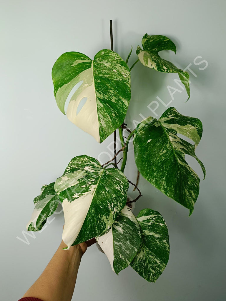 Monstera variegata albo