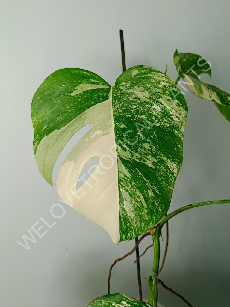 Monstera variegata albo