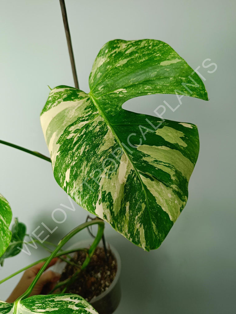 Monstera variegata albo