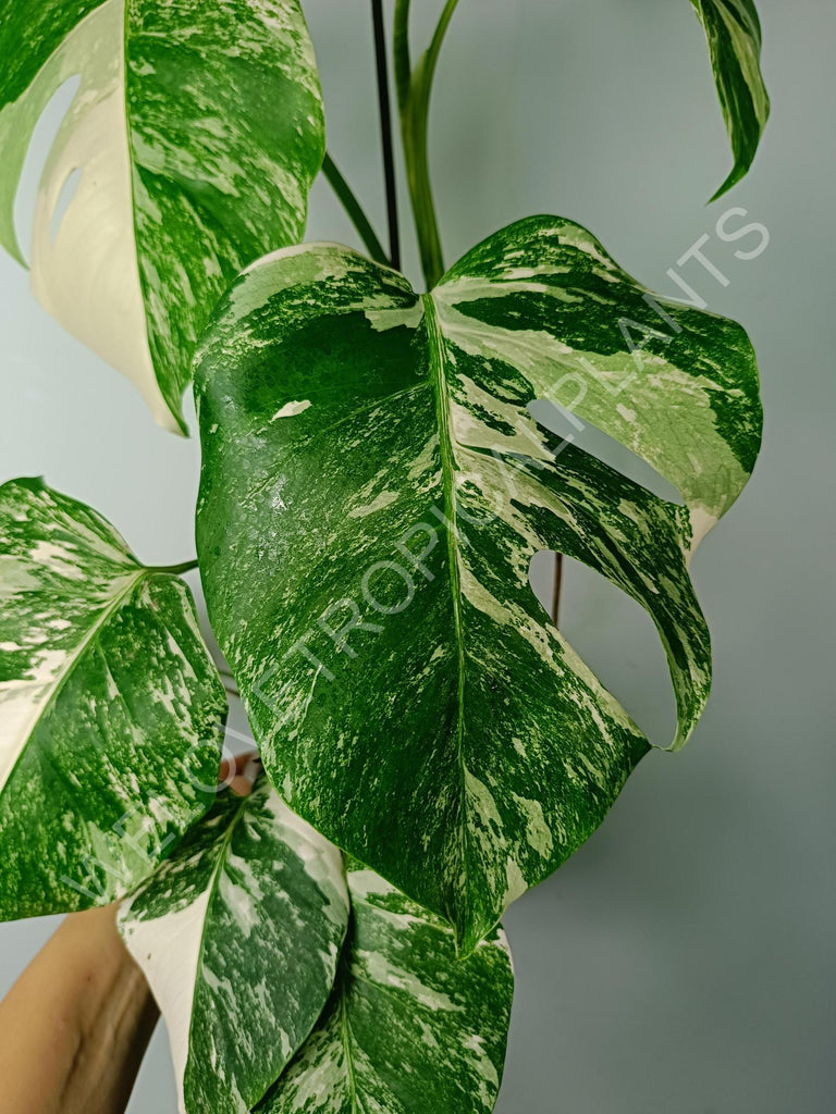 Monstera variegata albo