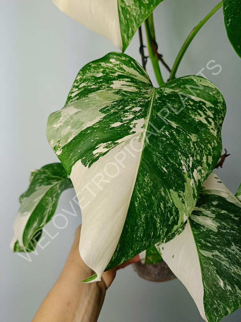 Monstera variegata albo