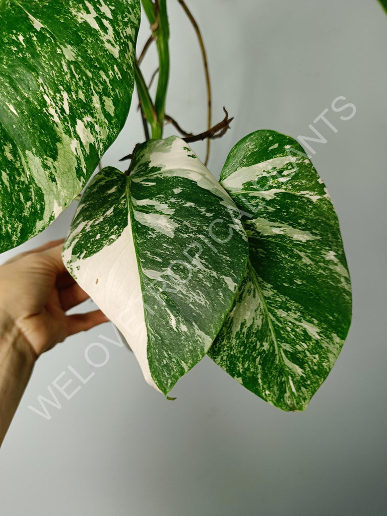 Monstera variegata albo