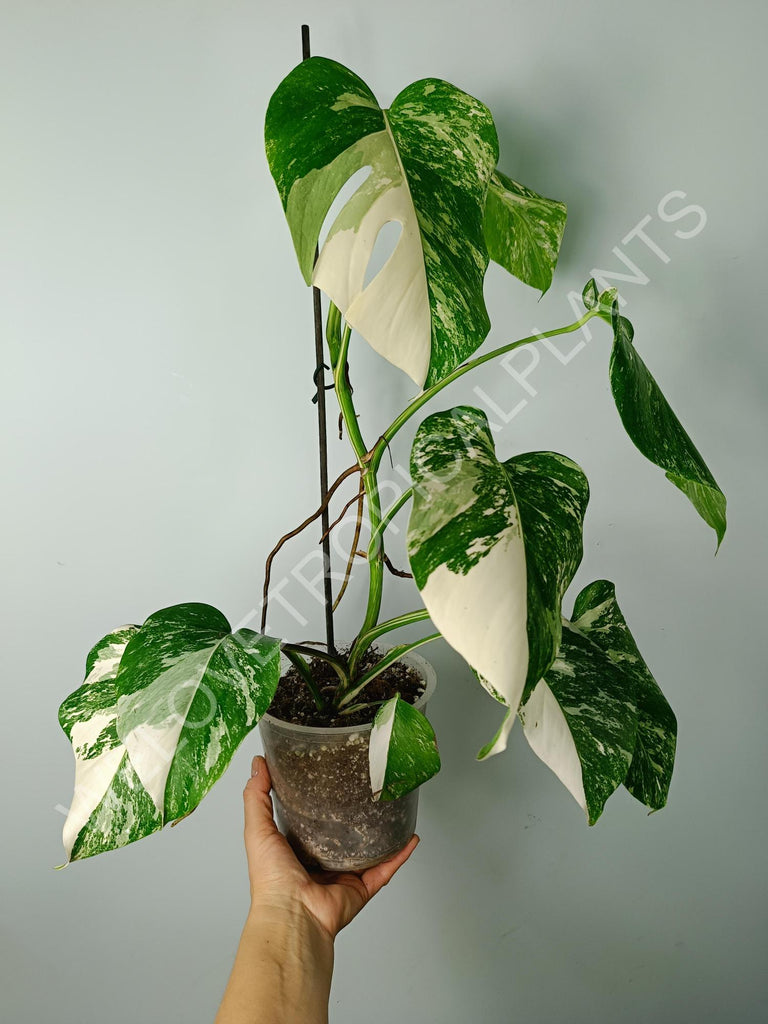 Monstera variegata albo