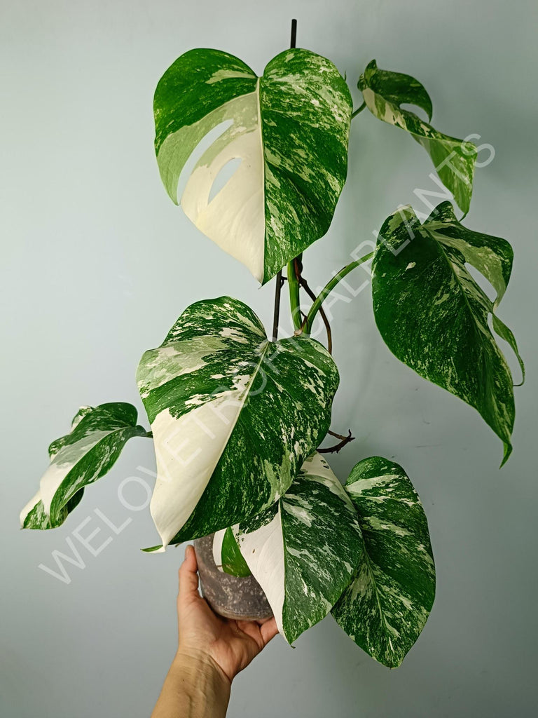 Monstera variegata albo