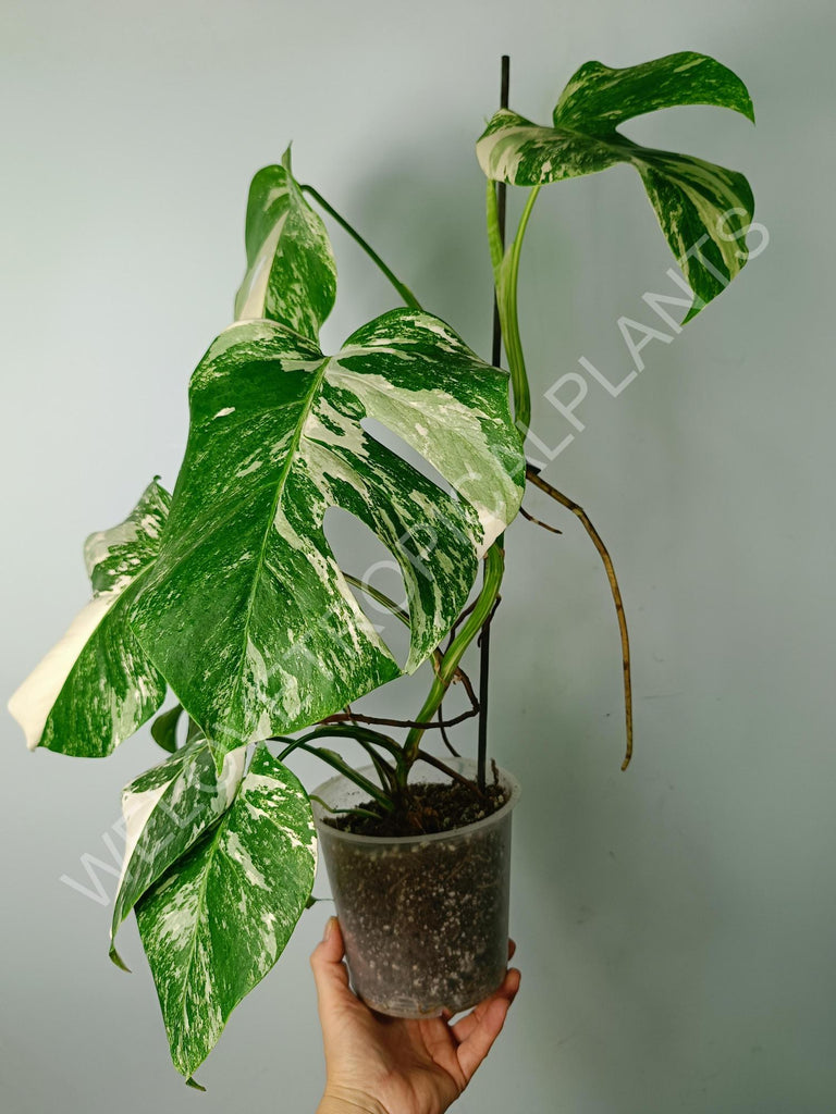 Monstera variegata albo