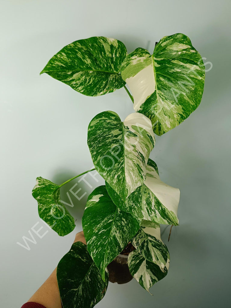 Monstera variegata albo