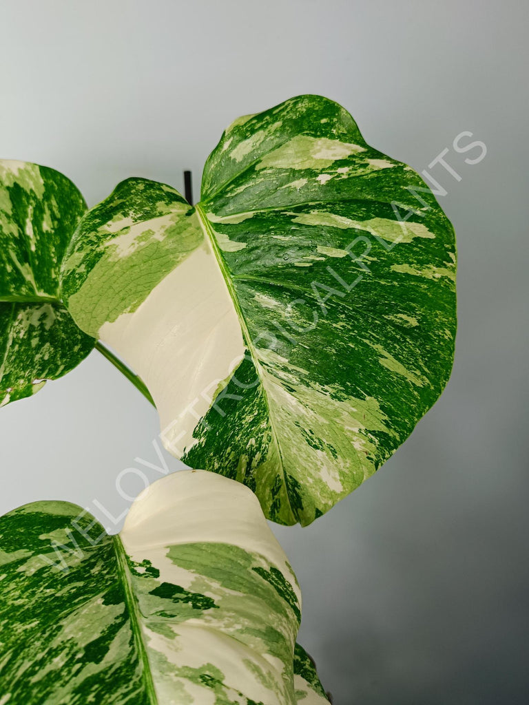 Monstera variegata albo