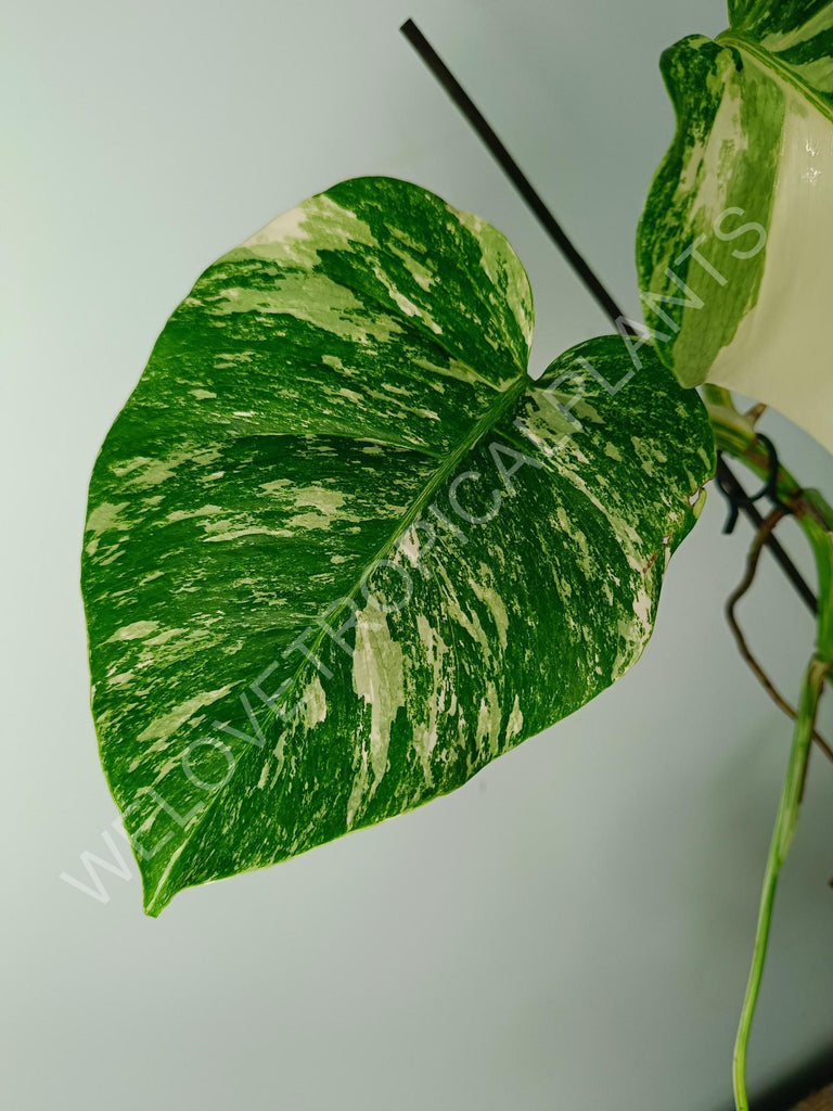 Monstera variegata albo