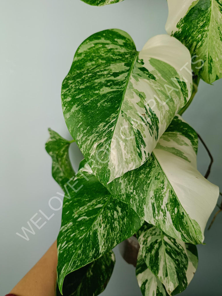 Monstera variegata albo