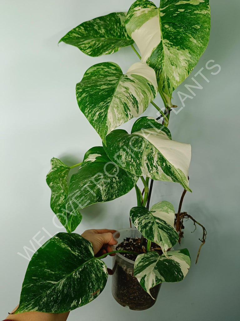 Monstera variegata albo