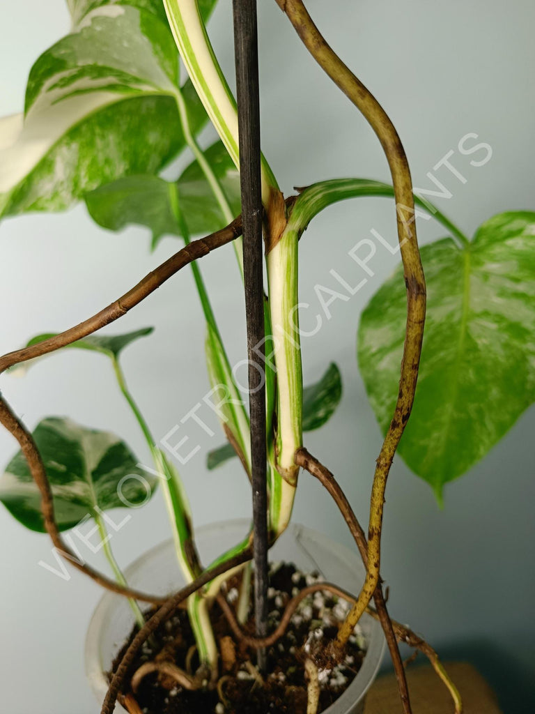 Monstera variegata albo