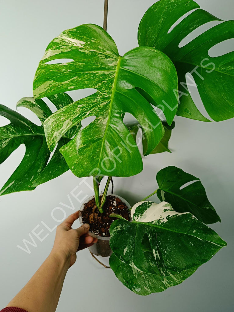 Monstera variegata albo